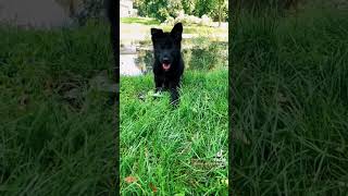 Cute GERMAN  shepherd  puppies