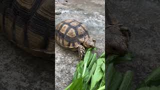 Sulcata video part 259 #shorts