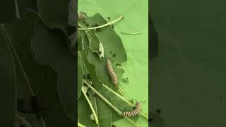 Monarch Caterpillars Eating and Pooping