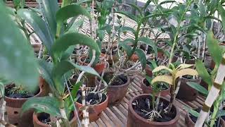 BUNGA ANGGREK DENDROBIUM KERITING