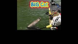 BIG Cat - over 15lb catfish#shorts #fishing #catfish #kayakfishing