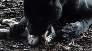 Black Panther eat Rabbit