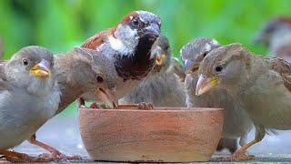 Peaceful House Sparrows Meal is Disturbed by Loud Gull Sounds [4K]