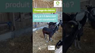 Qu'y a-t'il dans mon produit transformé ? Le fromage.