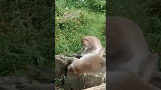 VID20241112171138​ Monkey play