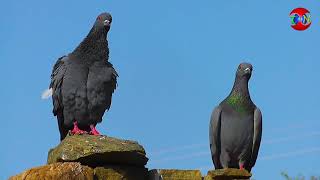 Pigeons Rubbing Their Wings ! कबूतर अपने पंखों को सहलाते हुए - THE NATURE