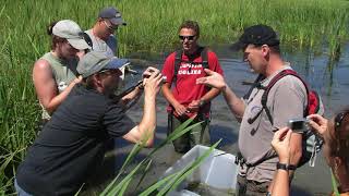 Creston Valley Frog Bear Corridor Habitat Enhancement