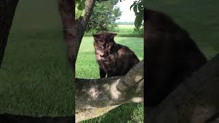 Tortoiseshell barn cat in her favorite tree - #tortoiseshellcat #barncat #farmcat