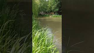 koi Carp 🐟 UK || Short video.