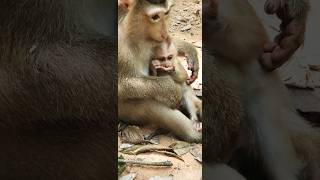 mom loved of baby #newborn #baby #loved #mom #monkey