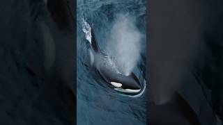 HUGE male orca! #killerwhale #orca