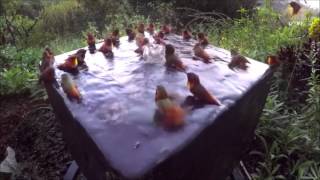 Humming Bird - Bird Bath