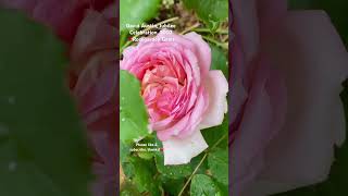 David Austin, Jubilee Celebration rose. #shortsfeed  #shortvideo  #rose #gardentour #flower #nature