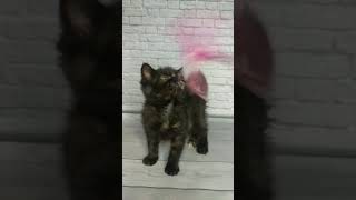 Кошеня екзот дівчинка пропонуємо ! \  Exotic kittens, funny babies for you!