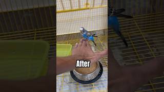 How To Tame A Budgie Fast(1 week progress)✨✨#budgies #tame #tutorial #shorts