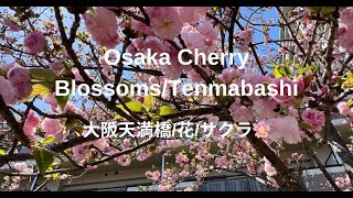 2024 OSAKA/TENMABASHI/ (CHERRY BLOSSOMS) 大阪天満橋/花/桜🌸