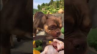 BEST DOG EATING FOOD #dogfood #dog #eating #tiktok #douyin #shorts