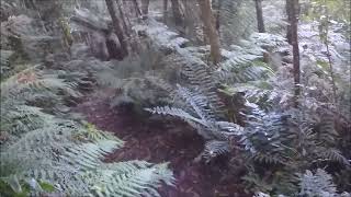 Walk to Sabine Falls, Otway Ranges