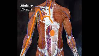 Meridiano Ministro di Cuore - Shiatsu