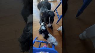 Tiny dog flirts with huge dog #bernesemountaindog #havanese #doglover #funnydog