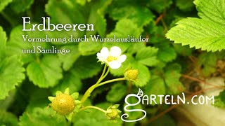 Erdbeeren vermehren mit Wurzelausläufern und Sämlingen