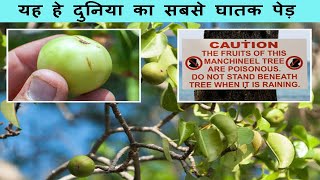 Top 8 Most Dangerous Trees In The World | दुनिया का 8 सबसे घातक पेड़