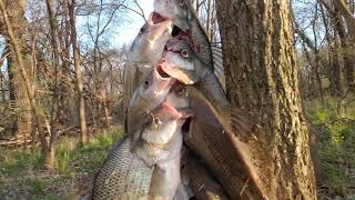 Got some more White Bass straight to them after work.