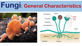 Fungi  #General Characteristics #Cell structure