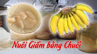 Cách Nuôi Giấm Bằng Chuối | Banana Vinegar