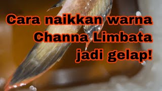 Cara nak naikkan warna Channa Limbata! Gelap!