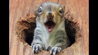 7 interested Facts about squirrel | #facts #youtubeshorts #shorts