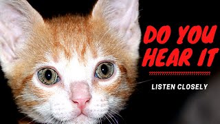 STRANGE SOUND - CAT PURRING BUT LISTEN CLOSELY