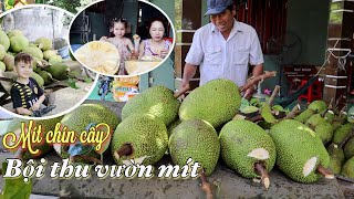 #222 🇦🇺 Bội thu vườn mít , Ông ngoại tiền Vô💥 Mẹ con xẻ Mít Chín cây ăn tại chỗ || nhà của Oanh