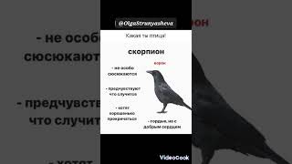 Какая ты птица 🐦 Скорпион #гороскоп #знакизодиака #shortvideo #shorts