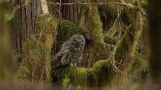 Barred owl eating a garter snake in 4k