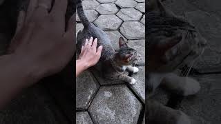 Kok langsung gitu posisinya meng #cats