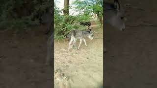 Meet the Mini Donkey! Fun Facts About This Tiny Breed