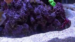 205g Update -Clean up Crew - Blood Shrimp Killed - Watch me Vent - Reality Reefing!!!