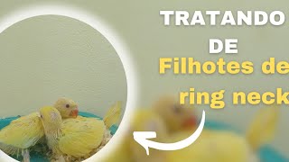 JEITO CORRETO DE TRATAR DE FILHOTES NA PAPA