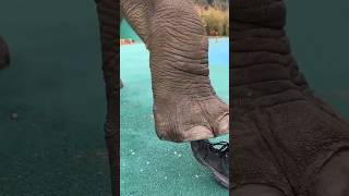 How Elephant Feet Support 7 Tons of Weight