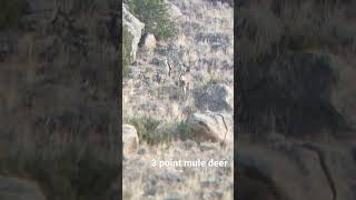 3 point mule deer