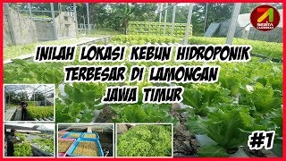 Inilah Lokasi Hidroponik Terbesar di Lamongan Jawa Timur