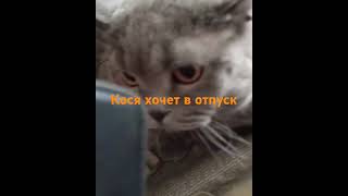 Кося тоже решил напроситься в отпуск. 🤣😉🙏 #котыприколы #котэкося #коты #кошки