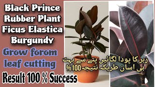 Black Prince Rubber Plant| Ficus Elastica Burgundy|Grow with leaf|Result100%Success|patte se lagaen