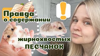 20 фактов о ЖИРНОХВОСТЫХ ПЕСЧАНКАХ. Содержание Киселей дома! :)