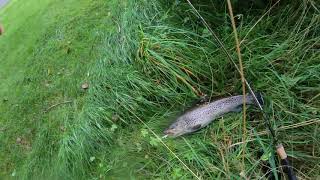 Dziki Bakoma - fishing - sea trout - Åmselva river