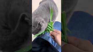 I raised a black cat who likes eating grass.🙀 #blackcat #catlover #catvideos #kitten #cutecat