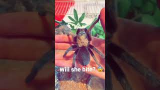 Will She Bite? HUGE TARANTULA HANDLING! 😰 #shorts #tarantula #handling #animals