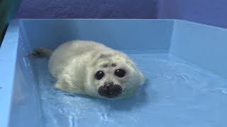 【鳥羽水族館】2020年生まれの赤ちゃんたち  Collection of videos featuring babies born in 2020