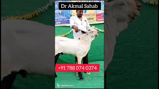 बेस्ट क्वॉलिटी बीटल ब्रीडर फोर सेल Up Azamgarh #zakigoatfarm#viralshort#shortsvidios#viralreels